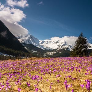 Preview wallpaper crocus, mountains, flowers, mountain landscape