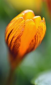 Preview wallpaper crocus, petals, bud, flower, yellow, macro