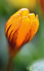 Preview wallpaper crocus, petals, bud, flower, yellow, macro