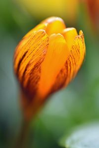 Preview wallpaper crocus, petals, bud, flower, yellow, macro