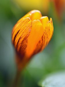 Preview wallpaper crocus, petals, bud, flower, yellow, macro