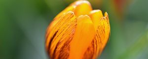 Preview wallpaper crocus, petals, bud, flower, yellow, macro