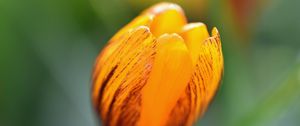 Preview wallpaper crocus, petals, bud, flower, yellow, macro