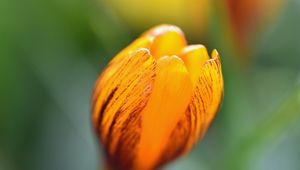 Preview wallpaper crocus, petals, bud, flower, yellow, macro