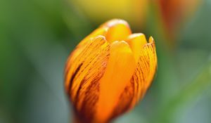 Preview wallpaper crocus, petals, bud, flower, yellow, macro