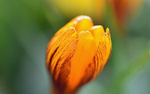 Preview wallpaper crocus, petals, bud, flower, yellow, macro