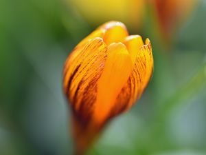 Preview wallpaper crocus, petals, bud, flower, yellow, macro