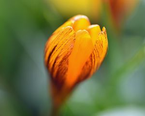 Preview wallpaper crocus, petals, bud, flower, yellow, macro