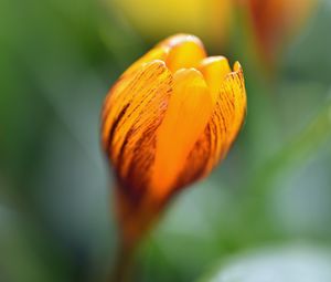 Preview wallpaper crocus, petals, bud, flower, yellow, macro