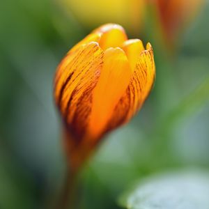 Preview wallpaper crocus, petals, bud, flower, yellow, macro