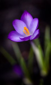 Preview wallpaper crocus, petals, pollen, flower, macro, spring