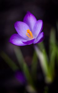 Preview wallpaper crocus, petals, pollen, flower, macro, spring