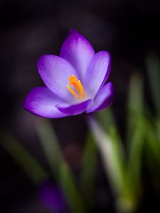 Preview wallpaper crocus, petals, pollen, flower, macro, spring