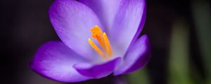 Preview wallpaper crocus, petals, pollen, flower, macro, spring