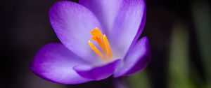 Preview wallpaper crocus, petals, pollen, flower, macro, spring