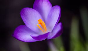 Preview wallpaper crocus, petals, pollen, flower, macro, spring