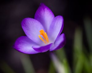 Preview wallpaper crocus, petals, pollen, flower, macro, spring