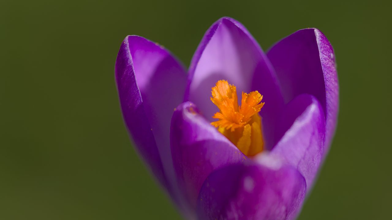 Wallpaper crocus, pollen, petals, purple, macro