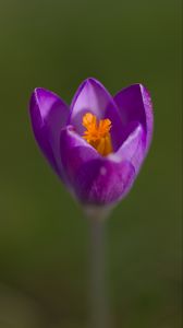 Preview wallpaper crocus, pollen, petals, purple, macro