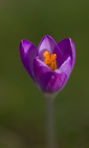 Preview wallpaper crocus, pollen, petals, purple, macro