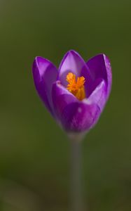 Preview wallpaper crocus, pollen, petals, purple, macro