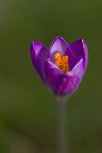 Preview wallpaper crocus, pollen, petals, purple, macro