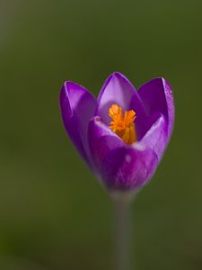 Preview wallpaper crocus, pollen, petals, purple, macro