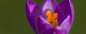 Preview wallpaper crocus, pollen, petals, purple, macro