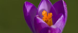 Preview wallpaper crocus, pollen, petals, purple, macro