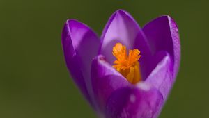 Preview wallpaper crocus, pollen, petals, purple, macro