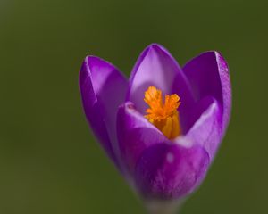 Preview wallpaper crocus, pollen, petals, purple, macro