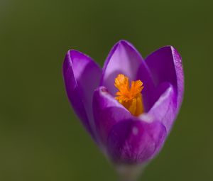 Preview wallpaper crocus, pollen, petals, purple, macro