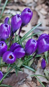 Preview wallpaper crocus, saffron, flowers, grass