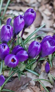 Preview wallpaper crocus, saffron, flowers, grass