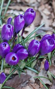 Preview wallpaper crocus, saffron, flowers, grass