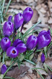 Preview wallpaper crocus, saffron, flowers, grass