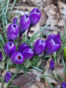 Preview wallpaper crocus, saffron, flowers, grass