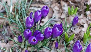 Preview wallpaper crocus, saffron, flowers, grass