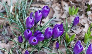 Preview wallpaper crocus, saffron, flowers, grass