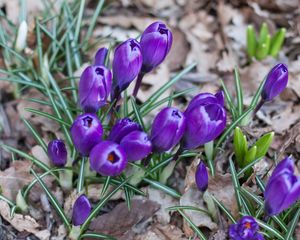 Preview wallpaper crocus, saffron, flowers, grass