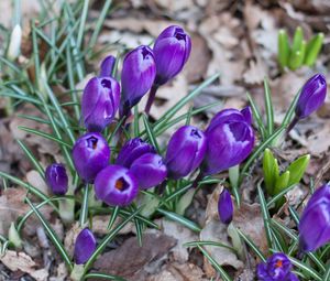 Preview wallpaper crocus, saffron, flowers, grass