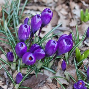 Preview wallpaper crocus, saffron, flowers, grass