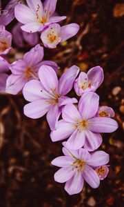 Preview wallpaper crocus vernus, flower, blooming, garden, pink