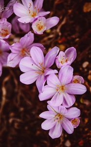 Preview wallpaper crocus vernus, flower, blooming, garden, pink