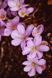 Preview wallpaper crocus vernus, flower, blooming, garden, pink