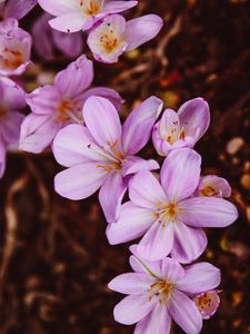 Preview wallpaper crocus vernus, flower, blooming, garden, pink