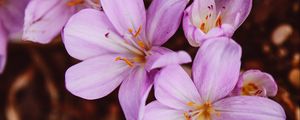 Preview wallpaper crocus vernus, flower, blooming, garden, pink