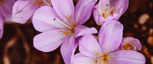 Preview wallpaper crocus vernus, flower, blooming, garden, pink