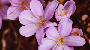 Preview wallpaper crocus vernus, flower, blooming, garden, pink