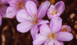 Preview wallpaper crocus vernus, flower, blooming, garden, pink